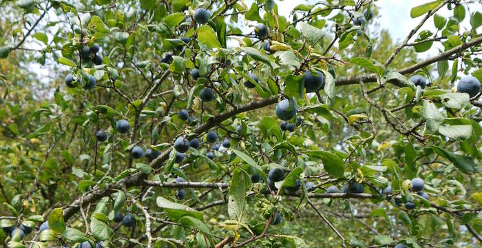 Blaue Ziparte; Wildpflaume (Prunus domestica ssp.prisca)