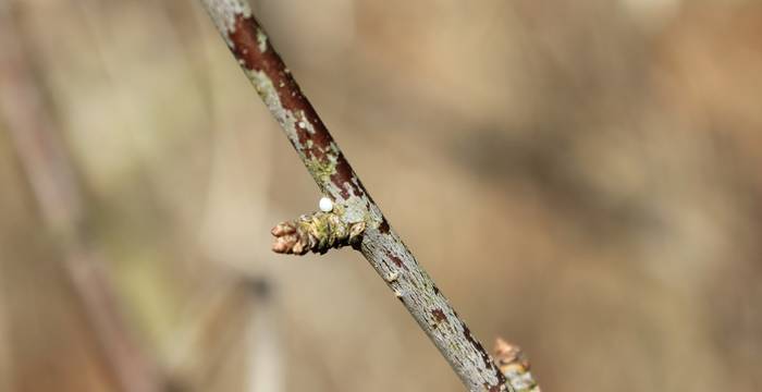 Ei des Nierenflecks (Thecla betulae) im Winter