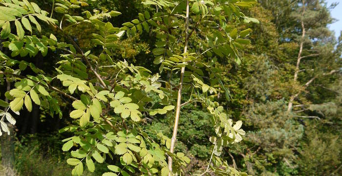 Die Blätter des Speierlings sind denen des Vogelbeerbaumes (Sorbus aucuparia) zum Verwechseln ähnlich