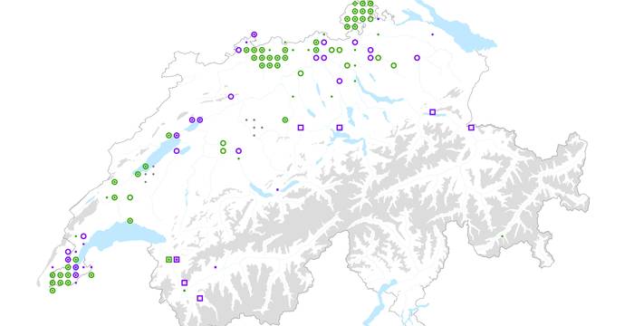 Verbreitung des gefährdeten Speierlings in der Schweiz (2012)