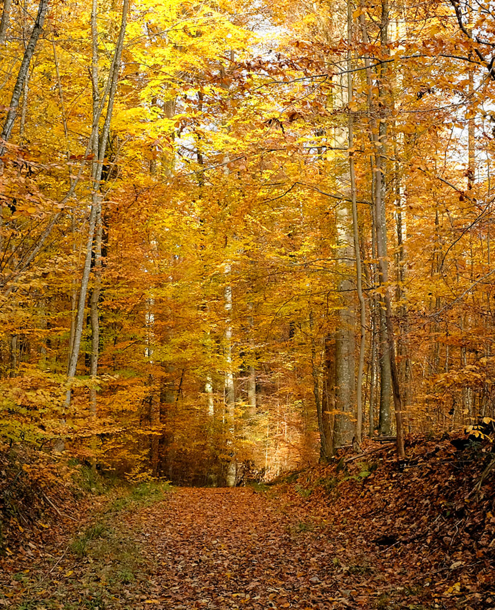 Sihlwald im Herbst